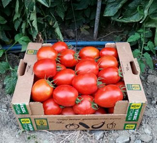 ГИБРИДЫ ТОМАТА И ОГУРЦА «YUKSEL SEEDS» ДИКТУЮТ ОВОЩНУЮ МОДУ