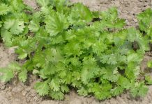 Корiандр – овочева пряноароматична культура