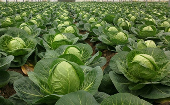 cabbage2