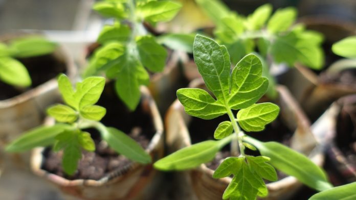 plant-999375_1280