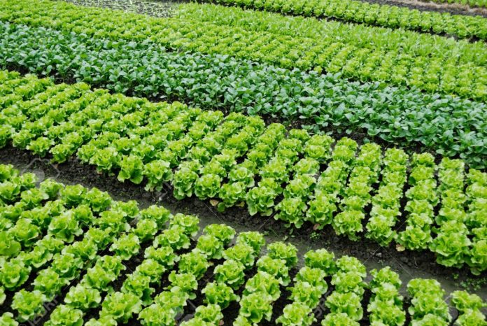 11113229-farmland-vegetable-field-is-growing-on-a-variety-of-vegetables-
