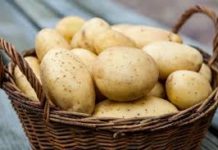 Два врожаї крохмалистої за сезон