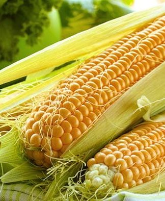 Солодка і золота: нюанси збуту цукрової кукурудзи