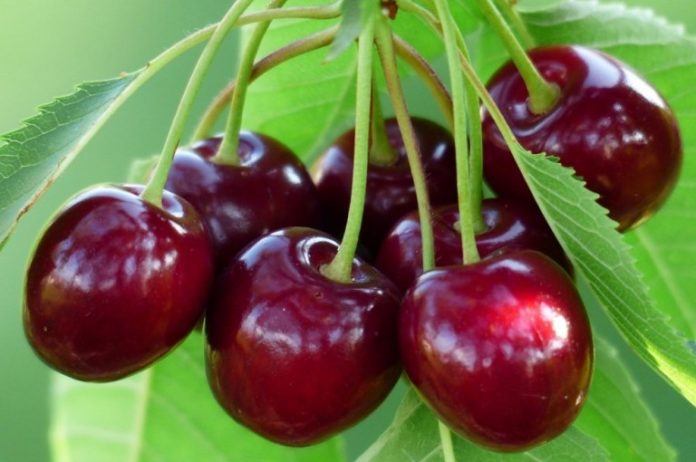 cherry-167341_1280_990x743_033990691-768x510