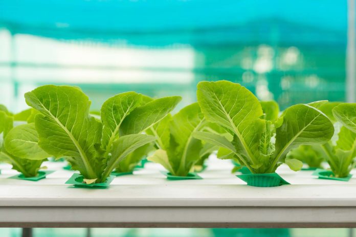 Hydroponics vegetable in farm