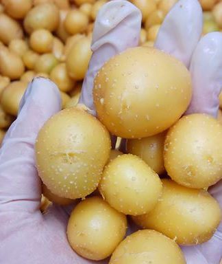 Міні-бульби – додатковий урожай насіннєвої картоплі
