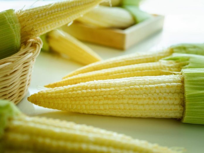 health-wellness_balanced-living_gardening_baby-corn-mystery_3900x2600_000085093965-1024x768
