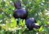 Солодкий чорний гранат Black Candy скоро на ринку