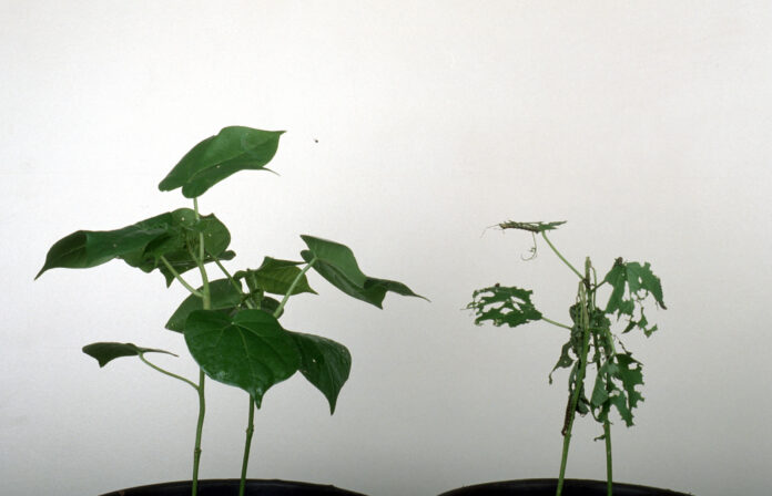 CSIRO_ScienceImage_381_Genetically_Modified_Cotton_vs_Normal_Cotton