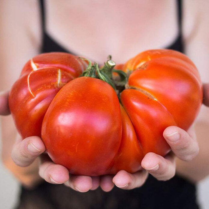 giant tomato (3)