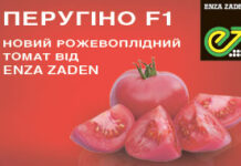 Enzazaden.com