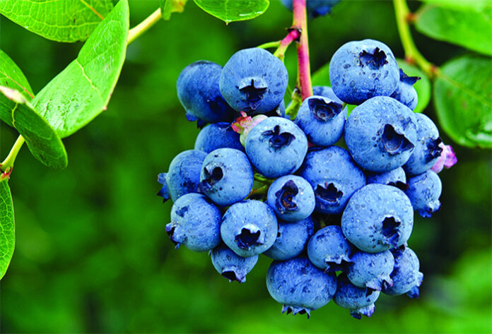 blueberr