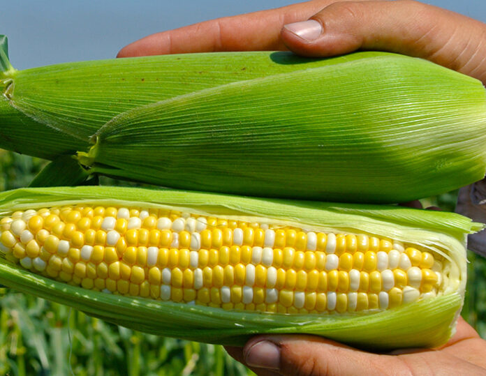 sweetcorn (3)