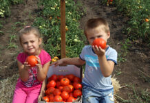 Зачем самостоятельно выращивать овощи и фрукты, если их можно купить в магазине?