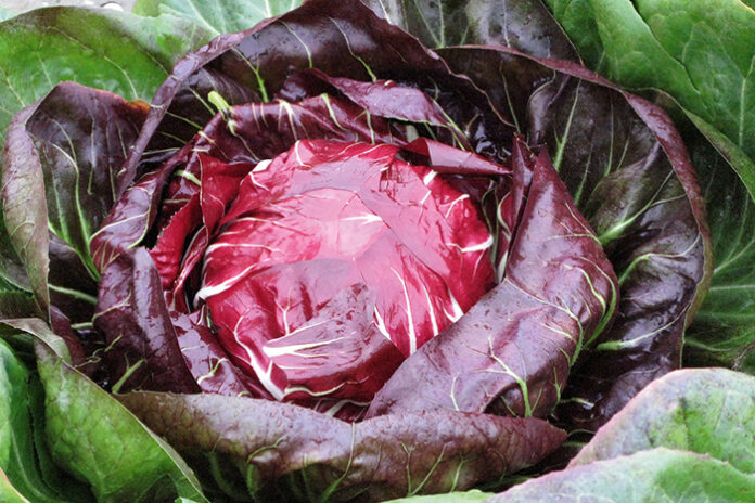 radicchio_rosso