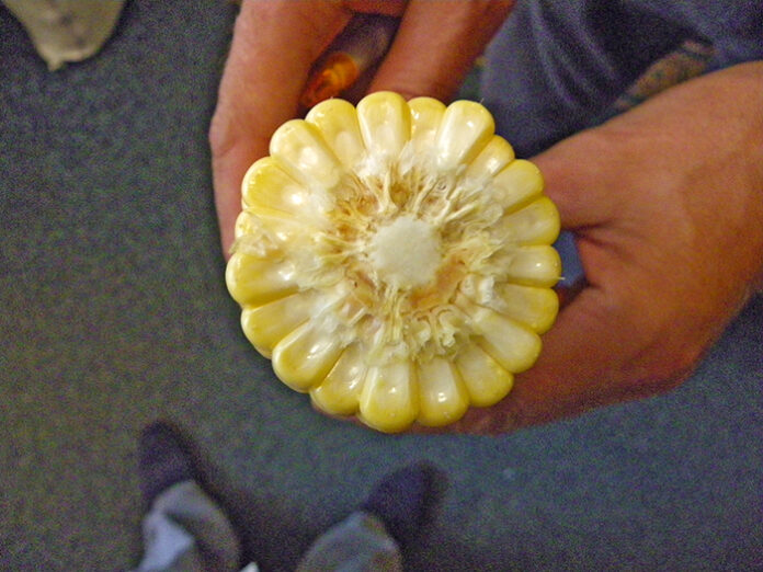 IMGP0911