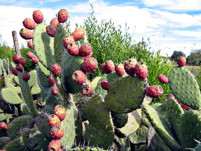 Opuntia stricta (5)