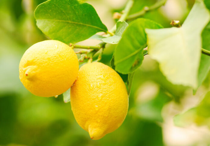 lemon spain (3)