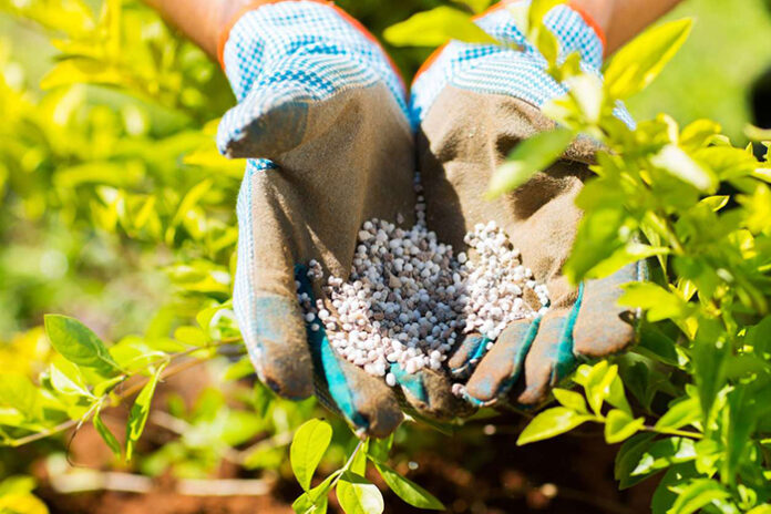 the-best-fertilizer-option
