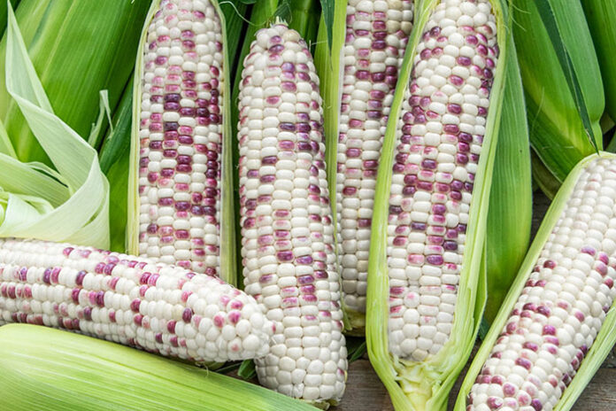 SWEET CORN