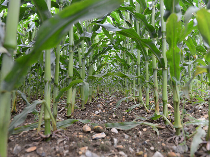 1024x768_weed-free-maize