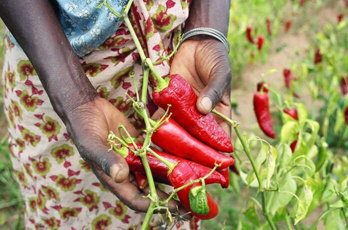 african chili