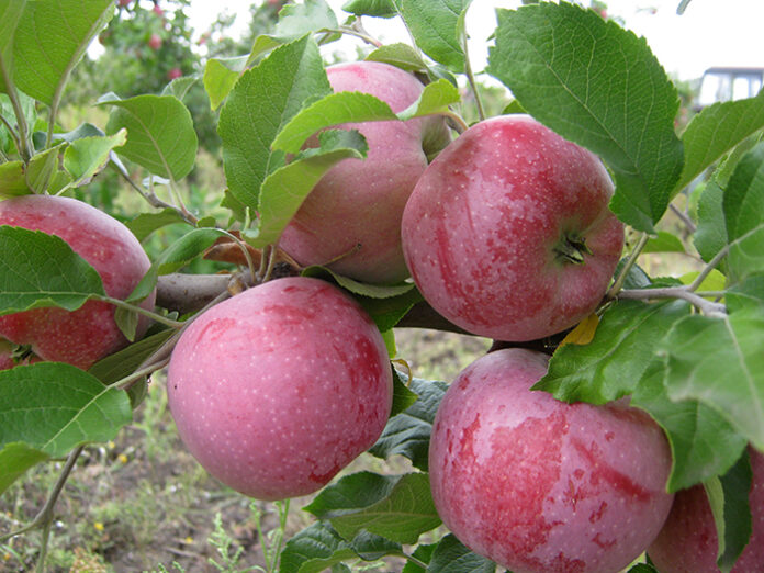 Флоріна