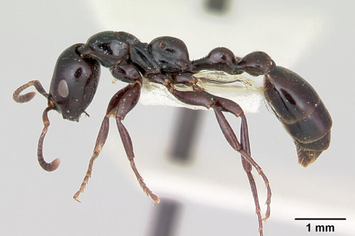 Tetraponera