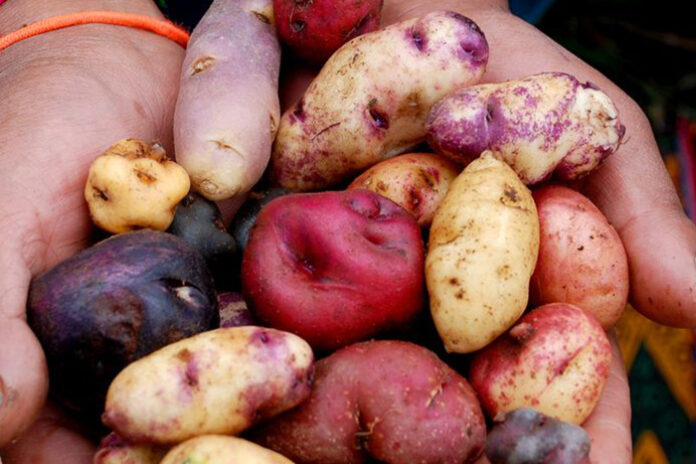 potatoes-1024x530