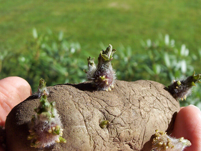 Potato_EarlyRose_sprouts