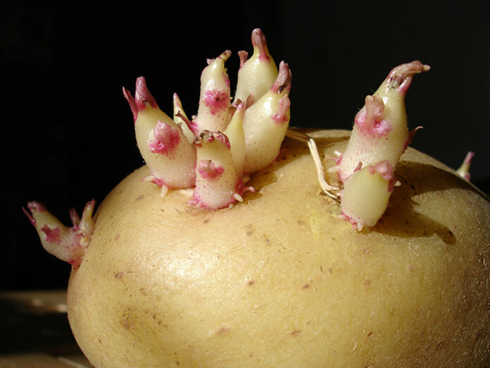 Potato_sprouts