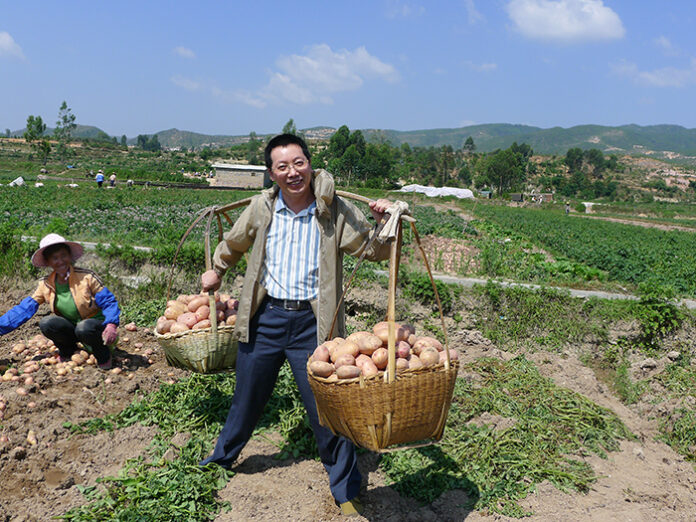 Potatoes in Guangdong