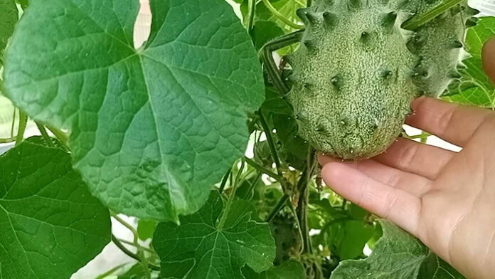 Кивано