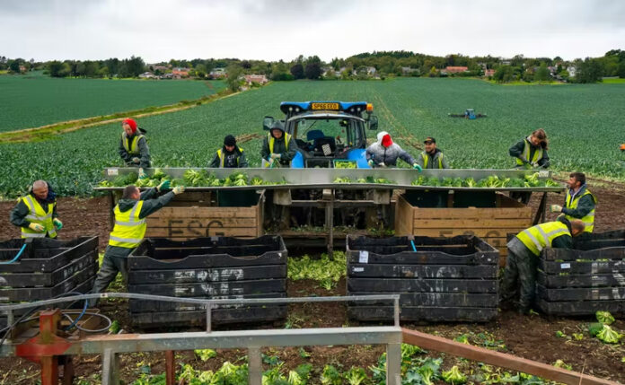 Ukrainian workers in the fields of Great Britain