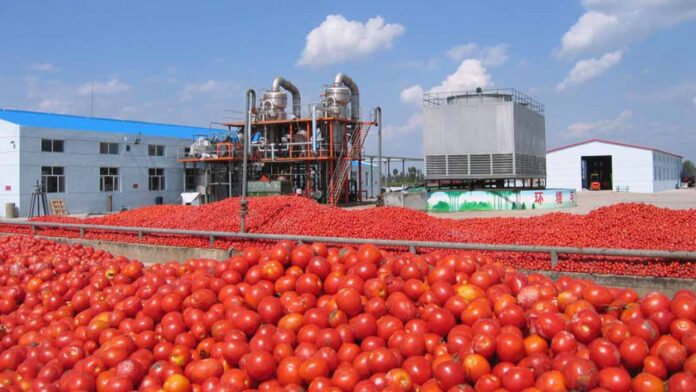 tomato paste China