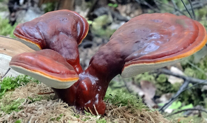 Ganoderma_lucidum_33544774