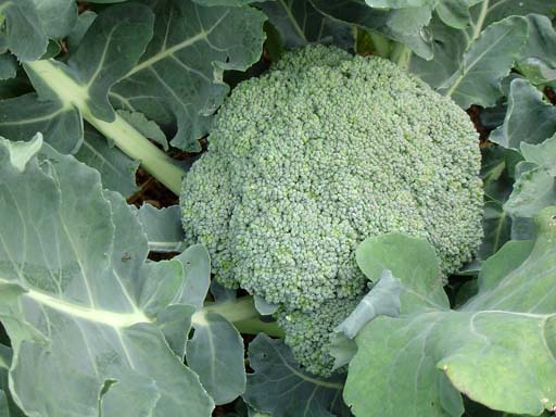 Brocco