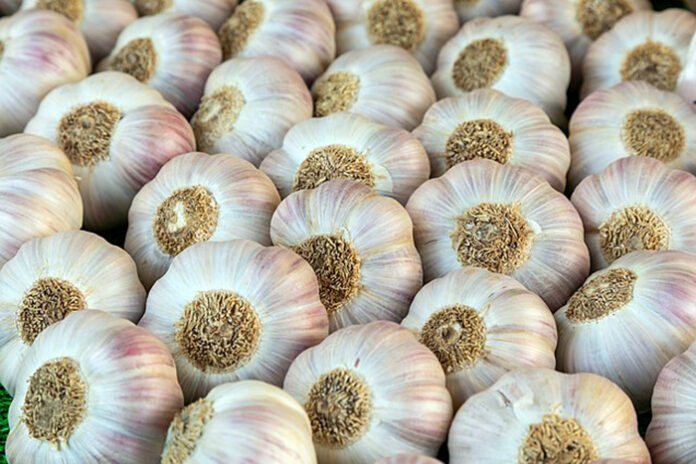 Garlic