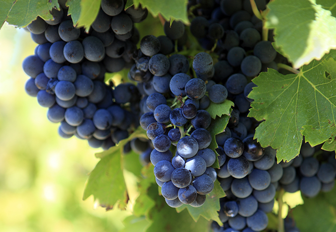 Red wine grapes growing in a vineyard.