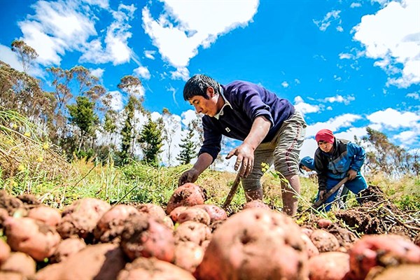 Andes potatoes