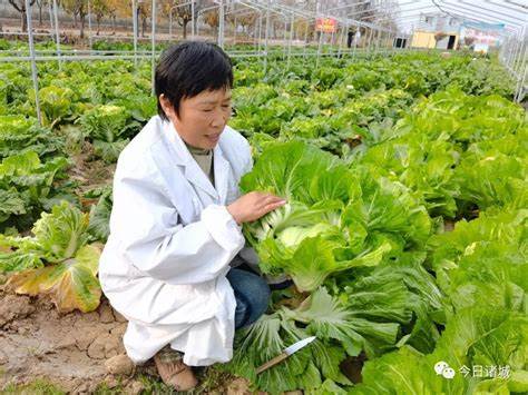 China's 'vegetable