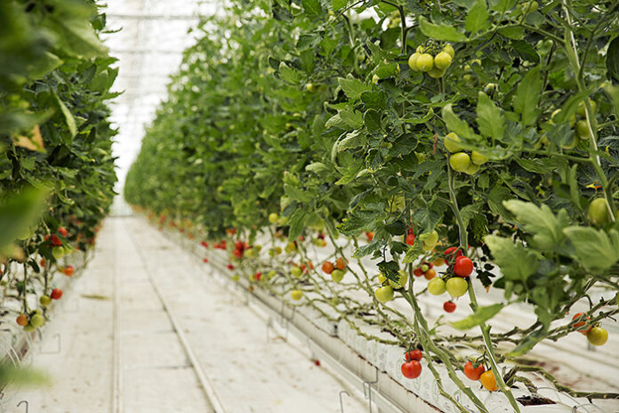 tomato-plants-