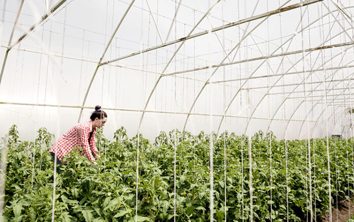 farmer-greenhouse